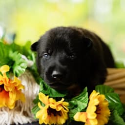 Belgian Malinois Puppies thumbnail 8