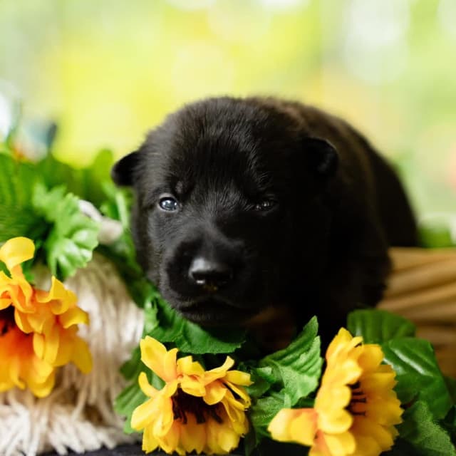 Belgian Malinois Puppies media 8