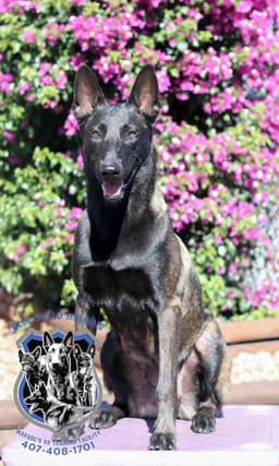 Belgian Malinois Puppies thumbnail 9