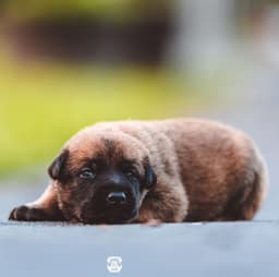 Belgian Malinois Puppies thumbnail 10