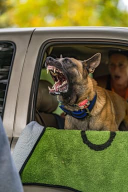 Belgian Malinois Puppies thumbnail 12