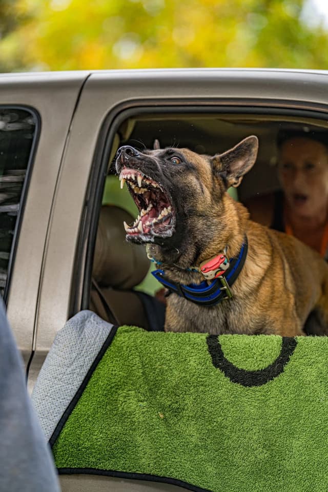 Belgian Malinois Puppies media 12
