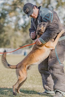 Belgian Malinois Puppies thumbnail 11