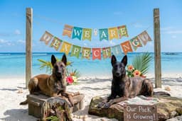 Belgian Malinois Puppies thumbnail 13