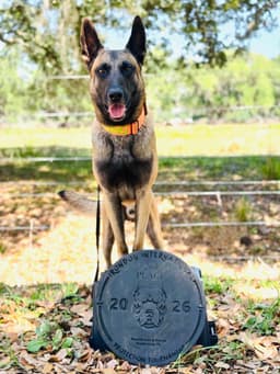Belgian Malinois Puppies thumbnail 14