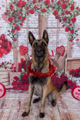 Belgian Malinois Puppies thumbnail 15