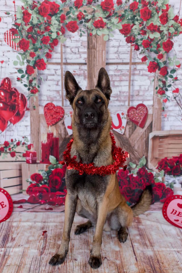 Belgian Malinois Puppies media 15