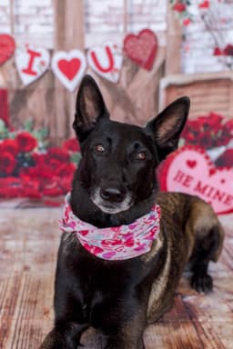 Belgian Malinois Puppies thumbnail 16