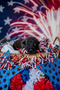 Belgian Malinois Puppies thumbnail 17