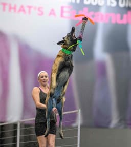 Belgian Malinois Puppies thumbnail 18