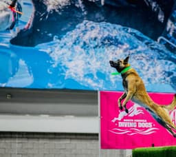 Belgian Malinois Puppies thumbnail 19