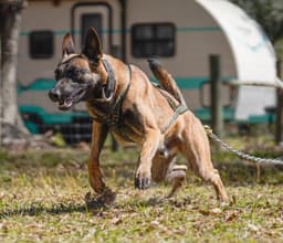 Belgian Malinois Puppies thumbnail 21