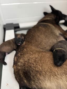 Belgian Malinois Puppies thumbnail 22