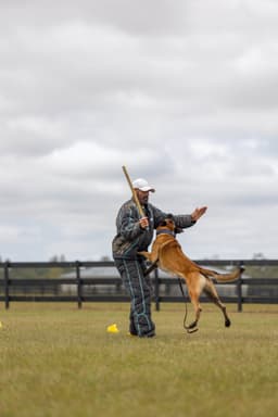 Belgian Malinois Puppies thumbnail 23