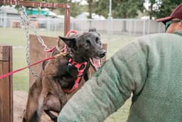 Belgian Malinois Puppies thumbnail 24