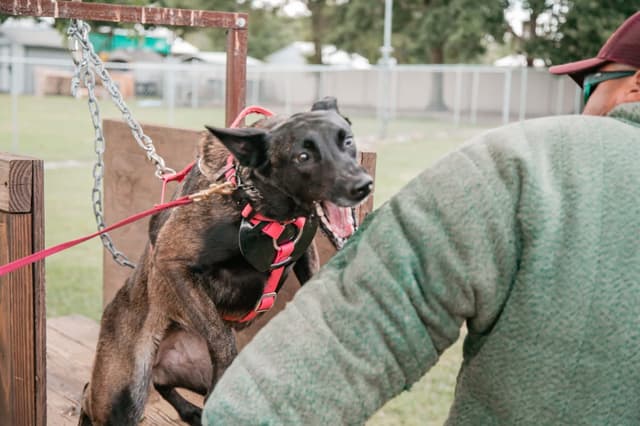 Belgian Malinois Puppies media 24