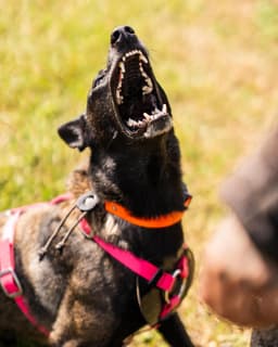 Belgian Malinois Puppies thumbnail 25