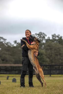 Belgian Malinois Puppies thumbnail 26
