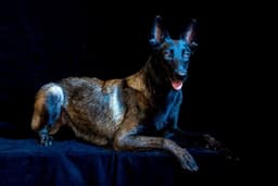 Belgian Malinois Puppies thumbnail 27