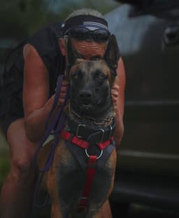 Belgian Malinois Puppies thumbnail 28