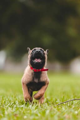 Belgian Malinois Puppies thumbnail 29