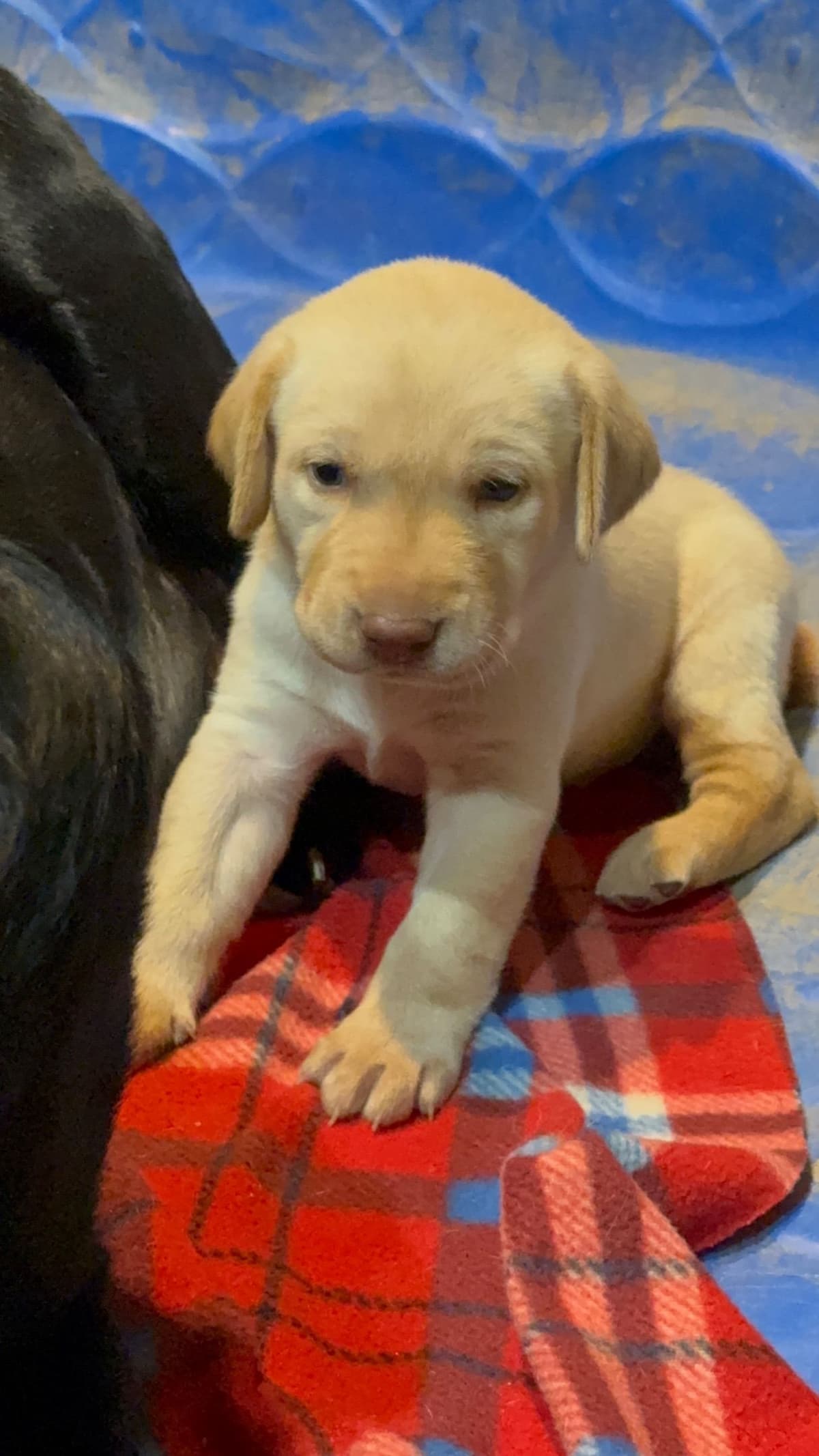 Labrador Retriever Puppies breeder image 1