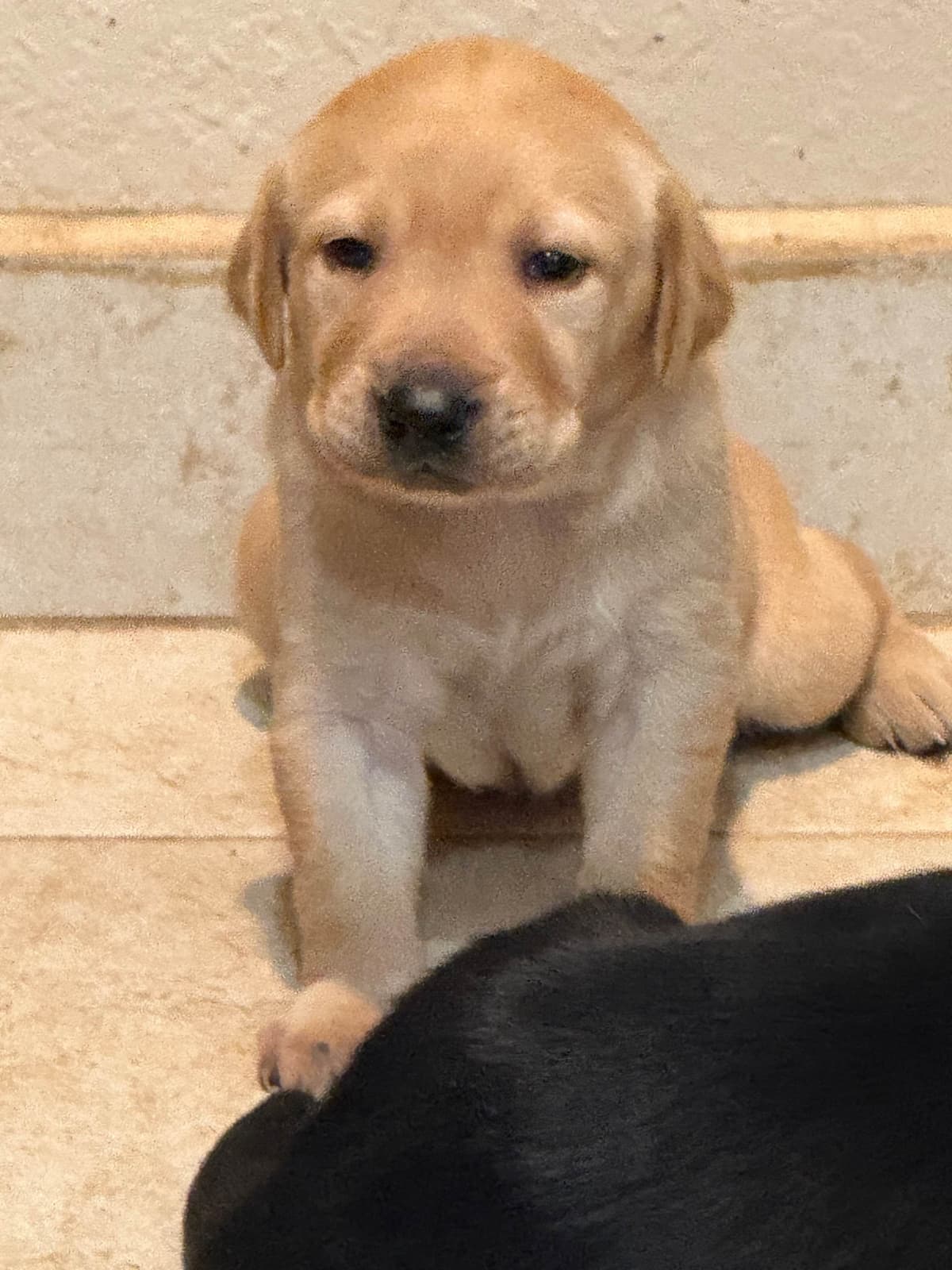 Labrador Retriever Puppies breeder image 2