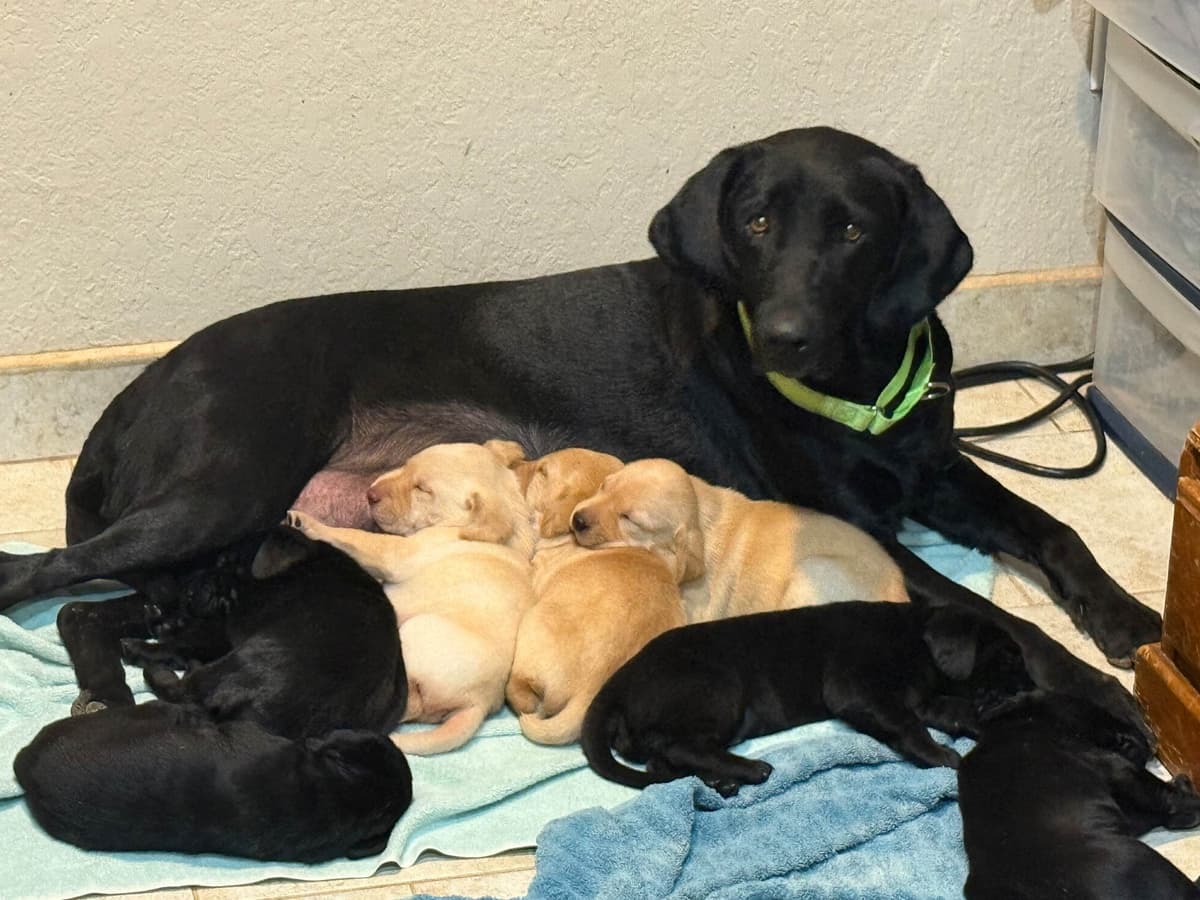 Labrador Retriever Puppies breeder image 5