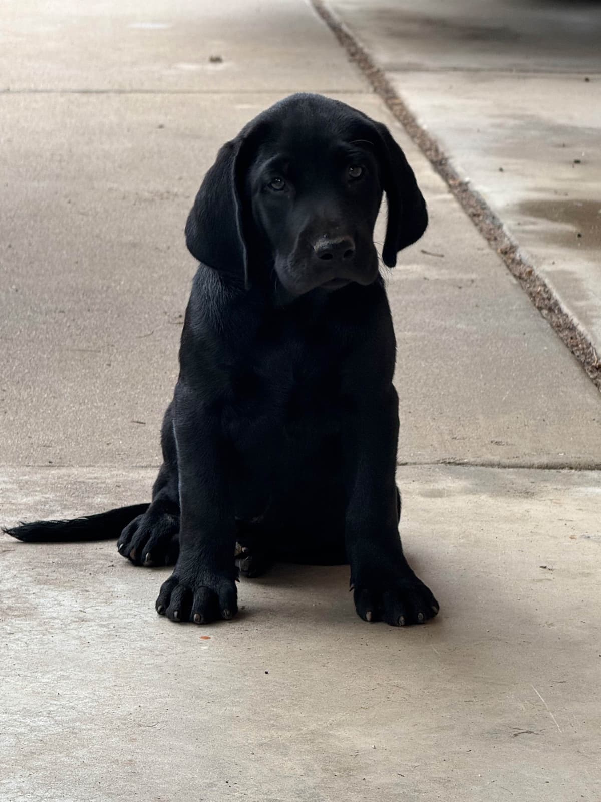 Labrador Retriever Puppies breeder image 6