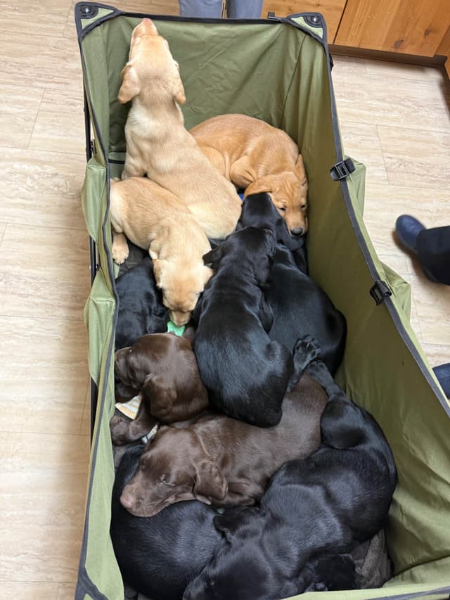 Labrador Retriever Puppies media 2