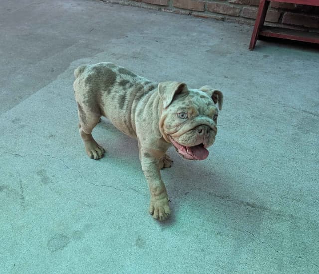 English Bulldog Puppies media 2