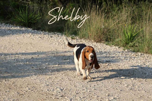 Basset Hound Puppies, Only one puppy left!  Ready to go home today!!! media 2