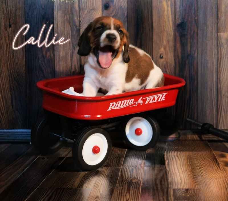 Basset Hound Puppies, Only one puppy left! Ready to go home today!!! breeder image 8