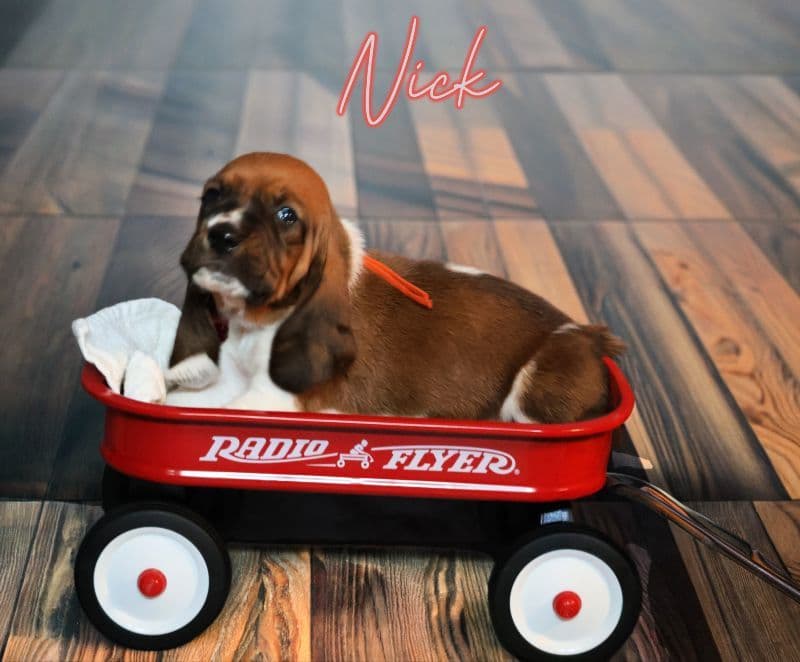 Basset Hound Puppies, Only one puppy left! Ready to go home today!!! breeder image 10