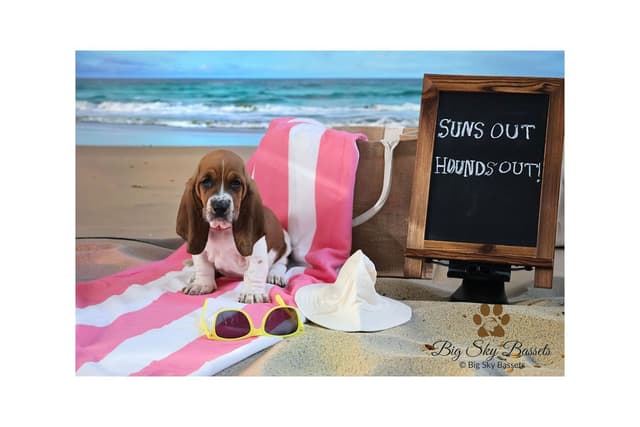 Basset Hound Puppies, Only one puppy left!  Ready to go home today!!! media 6