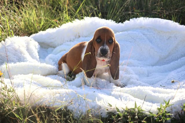 Basset Hound Puppies, Only one puppy left!  Ready to go home today!!! media 7