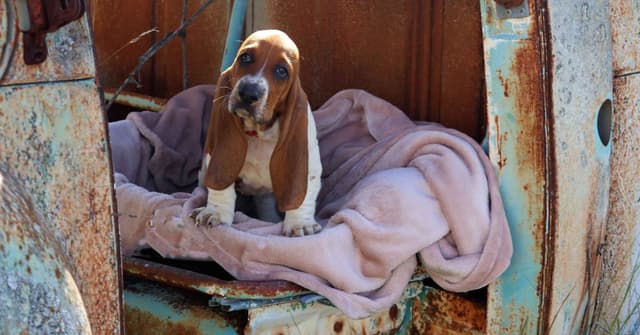 Basset Hound Puppies, Only one puppy left!  Ready to go home today!!! media 8