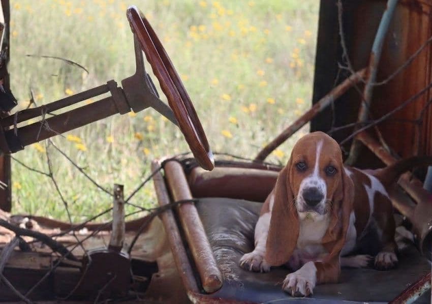 Basset Hound Puppies, Only one puppy left! Ready to go home today!!! breeder image 1