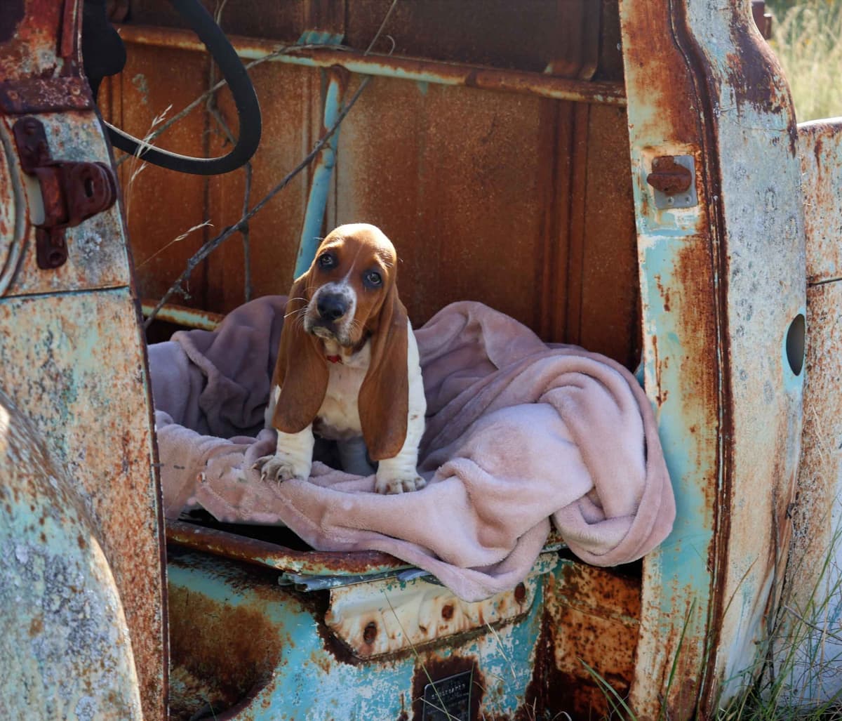 Basset Hound Puppies, Only one puppy left! Ready to go home today!!! breeder image 11