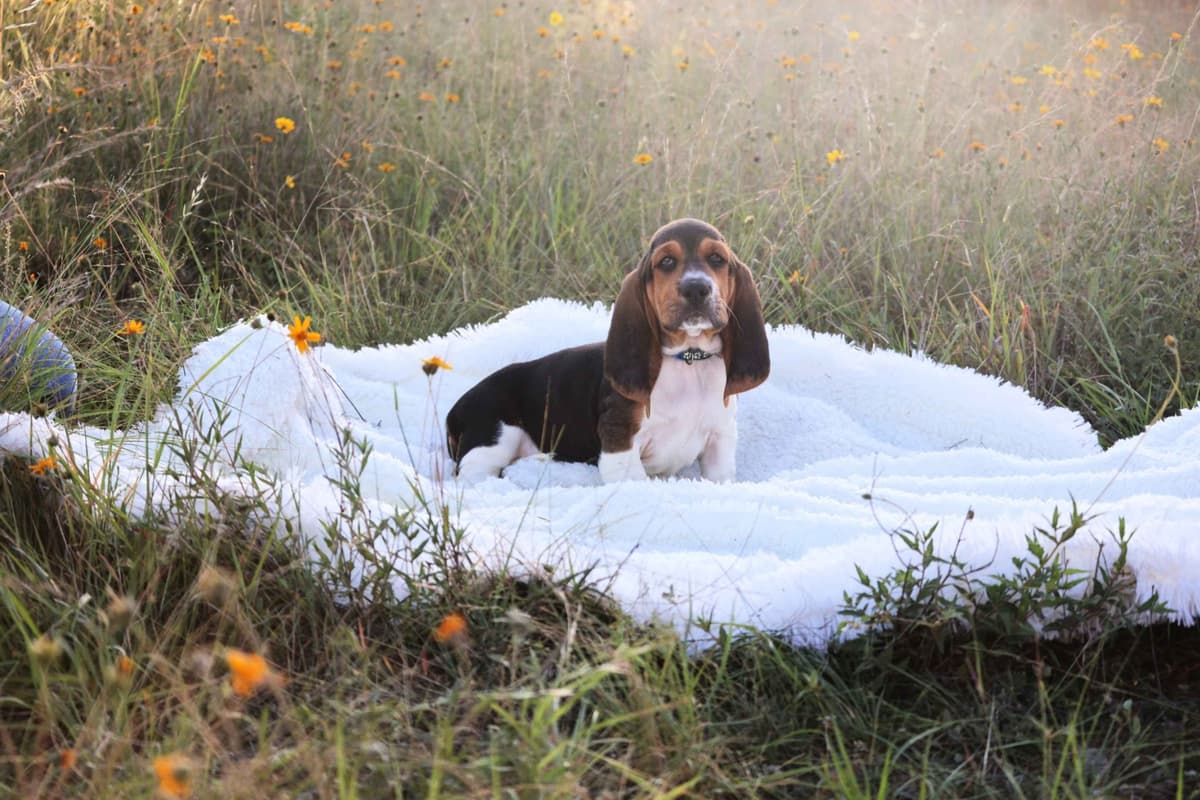 Basset Hound Puppies, Only one puppy left! Ready to go home today!!! breeder image 7
