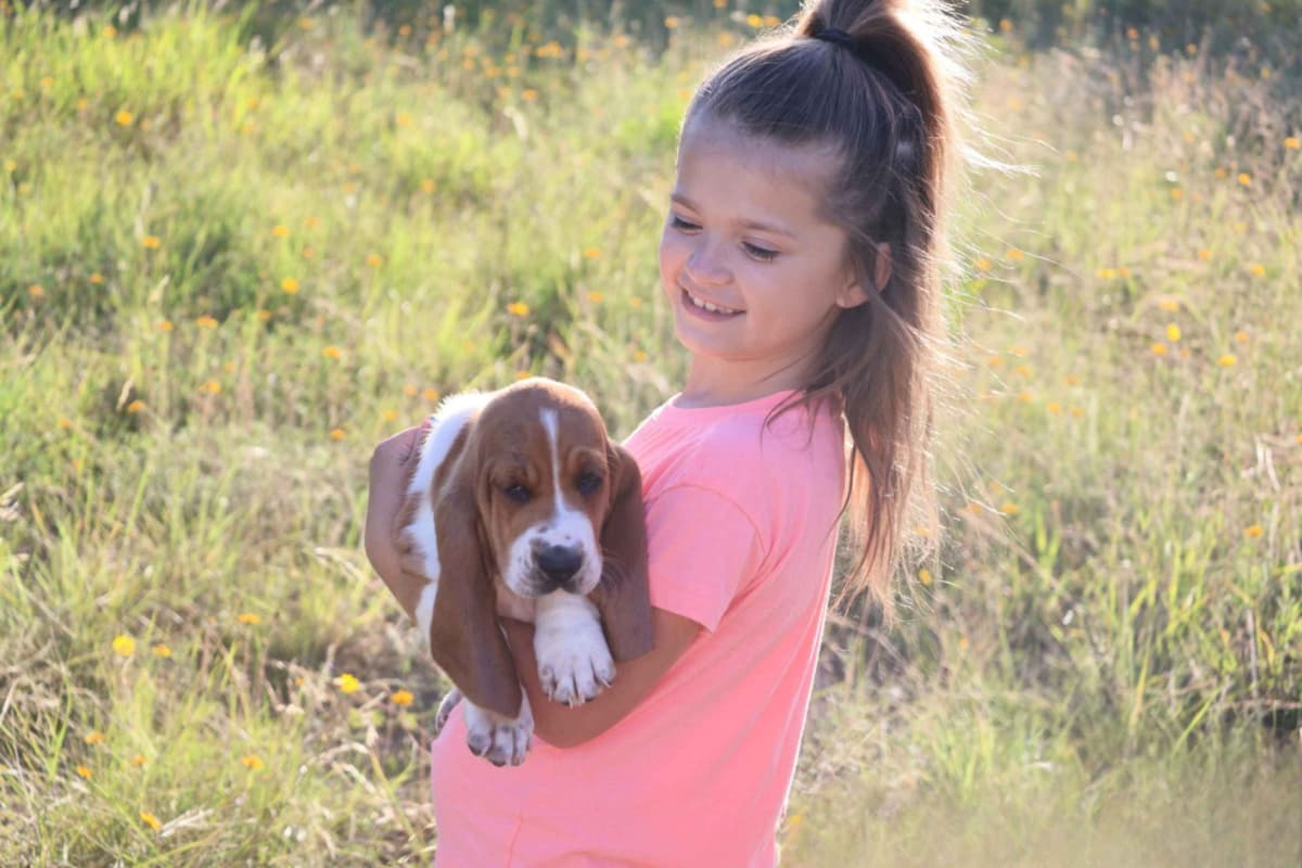 Basset Hound Puppies, Only one puppy left! Ready to go home today!!! breeder image 9