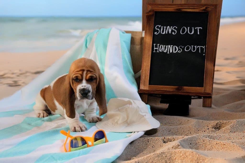 Basset Hound Puppies, Only one puppy left! Ready to go home today!!! breeder image 4