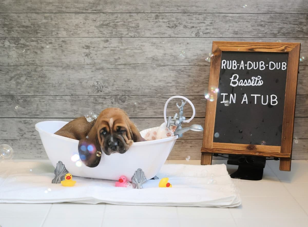 Basset Hound Puppies, Only one puppy left! Ready to go home today!!! breeder image 5