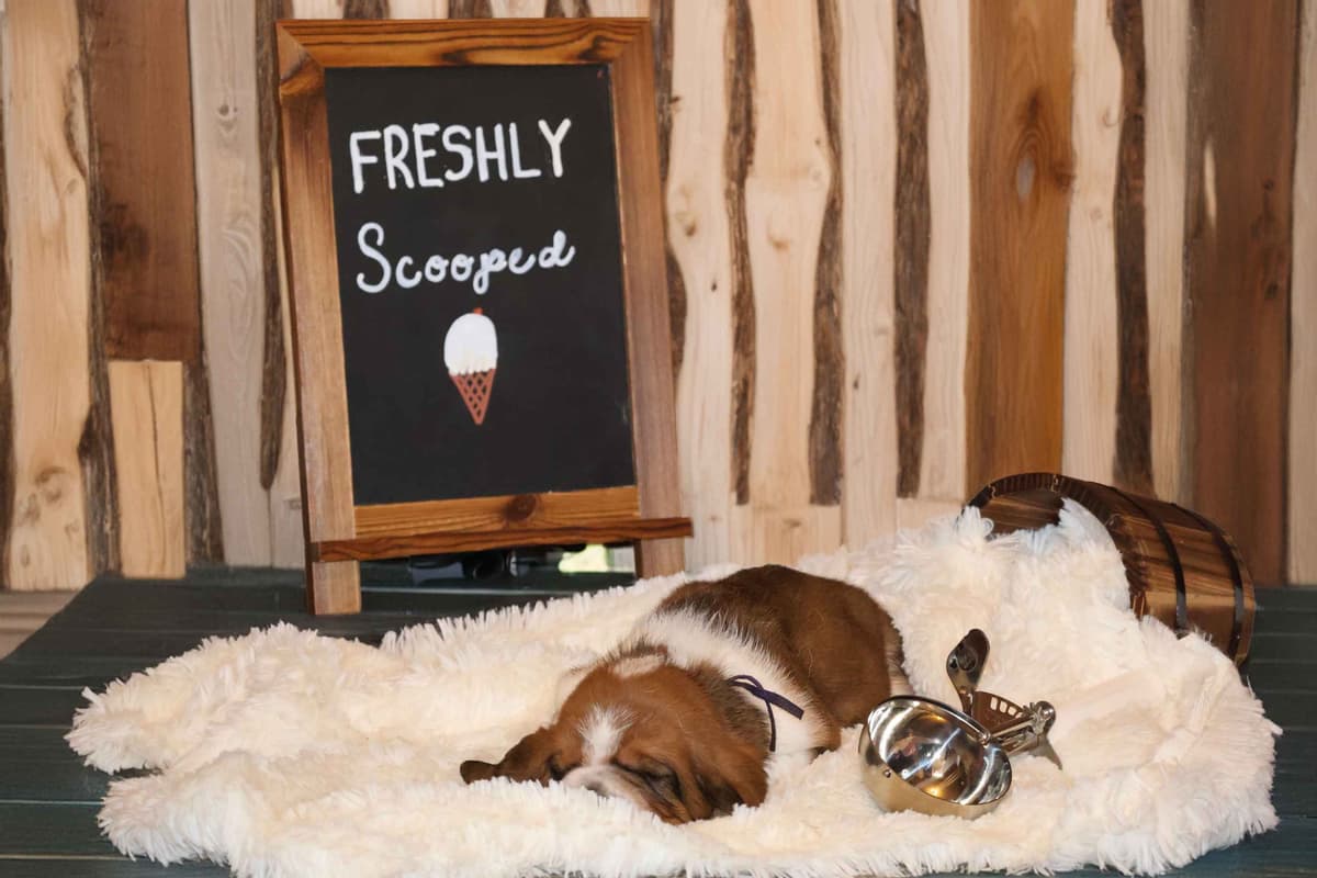 Basset Hound Puppies, Only one puppy left! Ready to go home today!!! breeder image 12
