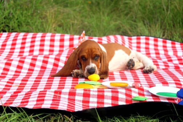 Basset Hound Puppies, Only one puppy left!  Ready to go home today!!! media 9