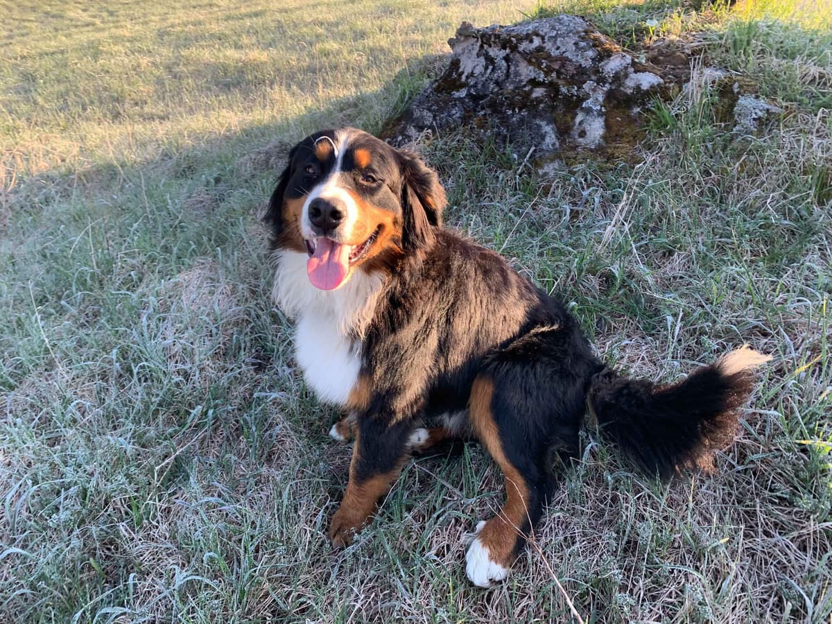 Bernese Mountain Dog Puppies breeder image 2