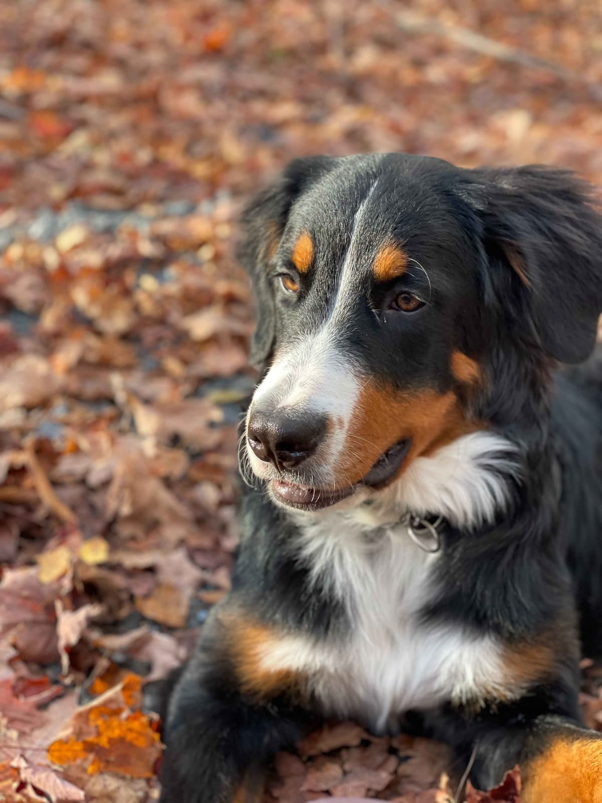 Bernese Mountain Dog Puppies breeder image 3