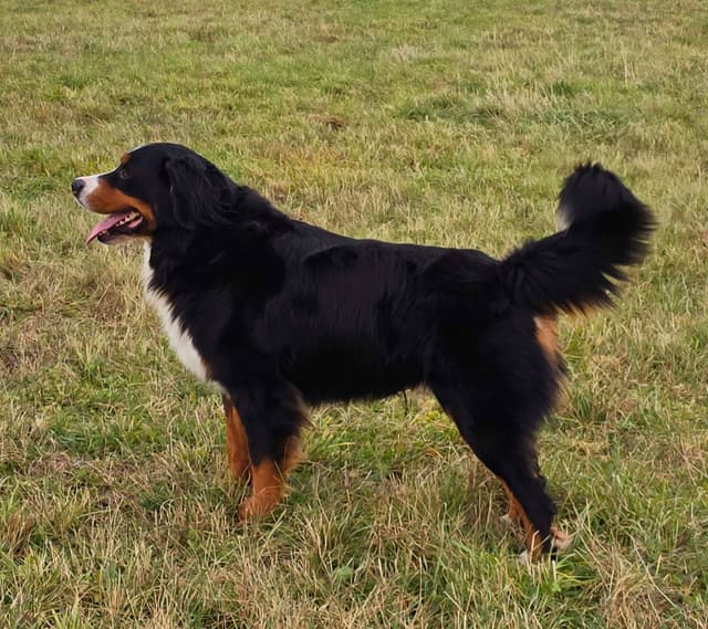Bernese Mountain Dog Puppies media 2