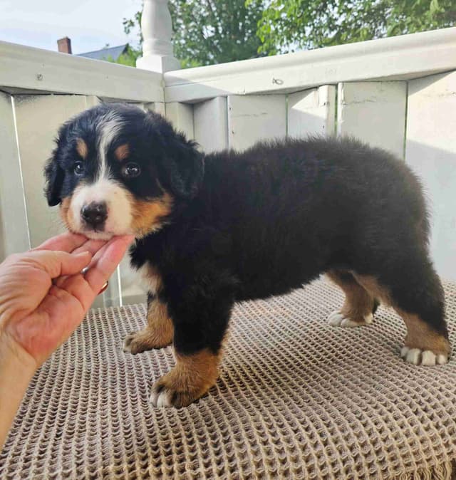 Bernese Mountain Dog Puppies media 4
