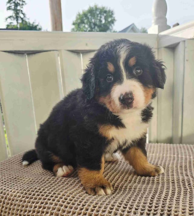 Bernese Mountain Dog Puppies media 5